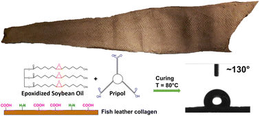 Graphical abstract: Hydrophobic and water resistant fish leather: a fully sustainable combination of discarded biomass and by-products of the food industry