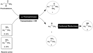 Graphical abstract: Biotransamination with racemic amines as amine donors: kill three birds with one stone through a dual-enzyme cascade