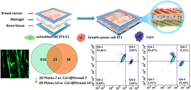 Graphical abstract: Probing the interaction between metastatic breast cancer cells and osteoblasts in a thread-based breast–bone co-culture device