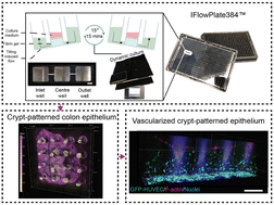 Graphical abstract: A vascularized crypt-patterned colon model for high-throughput drug screening and disease modelling