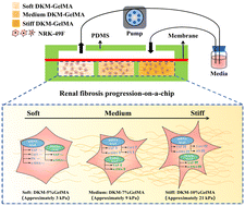 Graphical abstract: A biomimetic renal fibrosis progression model on-chip evaluates anti-fibrotic effects longitudinally in a dynamic fibrogenic niche