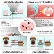 Graphical abstract: Brain stimulation-on-a-chip: a neuromodulation platform for brain slices