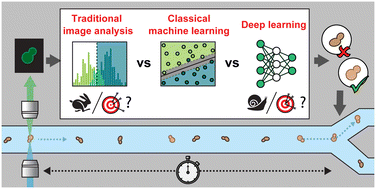 Graphical abstract: Is AI essential? Examining the need for deep learning in image-activated sorting of Saccharomyces cerevisiae