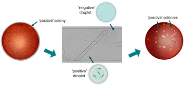 Graphical abstract: Droplet microfluidic system for high throughput and passive selection of bacteria producing biosurfactants