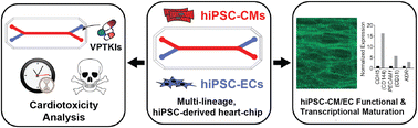Graphical abstract: Multi-lineage heart-chip models drug cardiotoxicity and enhances maturation of human stem cell-derived cardiovascular cells