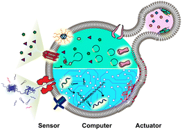 Graphical abstract: Lipid vesicle-based molecular robots