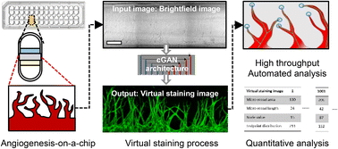 Graphical abstract: Angio-Net: deep learning-based label-free detection and morphometric analysis of in vitro angiogenesis