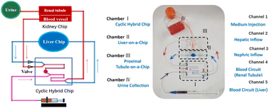Graphical abstract: A three-dimensional (3D) liver–kidney on a chip with a biomimicking circulating system for drug safety evaluation