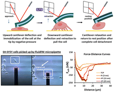 Graphical abstract: Single-cell fluid-based force spectroscopy reveals near lipid size nano-topography effects on neural cell adhesion