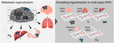 Graphical abstract: Recent advances in micro-physiological systems for investigating tumor metastasis and organotropism
