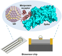 Graphical abstract: A miniprotein receptor electrochemical biosensor chip based on quantum dots