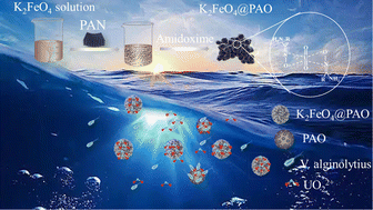 Graphical abstract: Regulating the preparation of antibacterial poly(amidoxime) for efficient uranium extraction from seawater