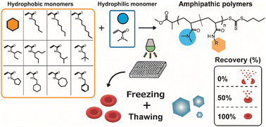 Graphical abstract: Preparation of an amphipathic polymer library in a mixture of water/ethanol by photoinduced polymerization and evaluation of the cryoprotective activity
