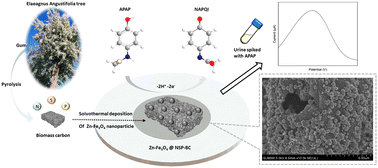 Graphical abstract: A Zn-doped Fe3O4 nanoparticle@N, S and P doped Elaeagnus angustifolia gum derived carbon hybrid electrocatalyst: synthesis, characterization and electrochemical sensing of acetaminophen