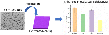 Graphical abstract: White light-activated bactericidal coating using acrylic latex, crystal violet, and zinc oxide nanoparticles