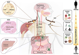 Graphical abstract: Recent advancements in pharmacological strategies to modulate energy balance for combating obesity