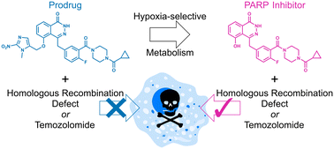 Graphical abstract: Hypoxia-activated prodrugs of phenolic olaparib analogues for tumour-selective chemosensitisation