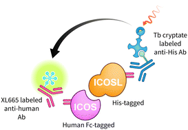 Graphical abstract: First-in-class small molecule inhibitors of ICOS/ICOSL interaction as a novel class of immunomodulators