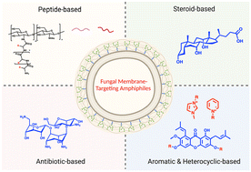 Graphical abstract: Recent developments in membrane targeting antifungal agents to mitigate antifungal resistance