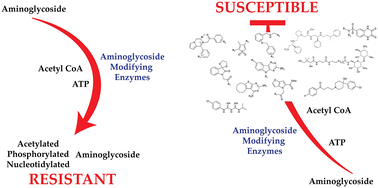 Graphical abstract: Restoring susceptibility to aminoglycosides: identifying small molecule inhibitors of enzymatic inactivation