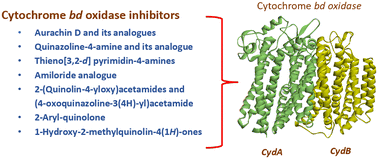 Graphical abstract: Cytochrome bd oxidase: an emerging anti-tubercular drug target