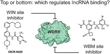 Graphical abstract: Small molecule WDR5 inhibitors down-regulate lncRNA expression