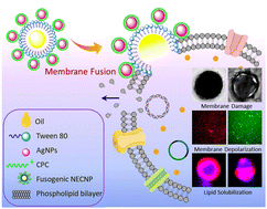 Graphical abstract: A membrane targeted multifunctional cationic nanoparticle conjugated fusogenic nanoemulsion (CFusoN): induced membrane depolarization and lipid solubilization to accelerate the killing of Staphylococcus aureus