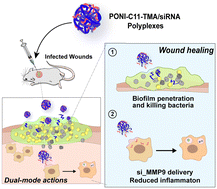 Graphical abstract: Antimicrobial polymer-siRNA polyplexes as a dual-mode platform for the treatment of wound biofilm infections