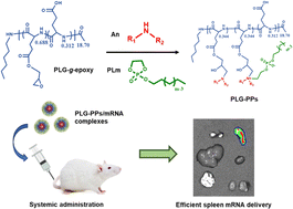 Graphical abstract: A polyamino acid-based phosphatidyl polymer library for in vivo mRNA delivery with spleen targeting ability