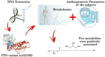 Graphical abstract: Association of lipid metabolism-related metabolites with overweight/obesity based on the FTO rs1421085