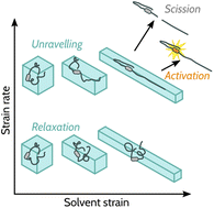 Graphical abstract: Theory of flow-induced covalent polymer mechanochemistry in dilute solutions
