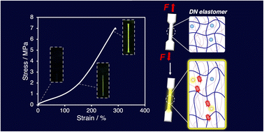 Graphical abstract: Visualization of mechanochemical polymer-chain scission in double-network elastomers using a radical-transfer-type fluorescent molecular probe