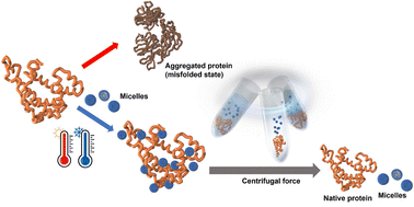 Graphical abstract: Design of self-assembled glycopolymeric zwitterionic micelles as removable protein stabilizing agents