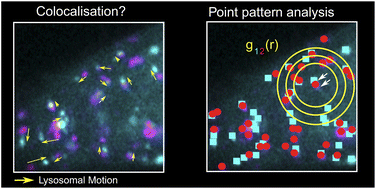 Graphical abstract: Identification of nanoparticles as vesicular cargo via Airy scanning fluorescence microscopy and spatial statistics