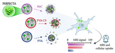 Graphical abstract: Pivotal role of the protein corona in the cell uptake of fluorinated nanoparticles with increased sensitivity for 19F-MR imaging
