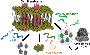 Graphical abstract: Fabrication of membrane proteins in the form of native cell membrane nanoparticles using novel membrane active polymers