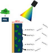 Graphical abstract: Interfacing poly(p-anisidine) with photosystem I for the fabrication of photoactive composite films