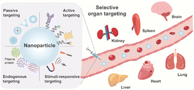 Graphical abstract: Selective organ targeting nanoparticles: from design to clinical translation