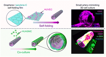 Graphical abstract: Small-artery-mimicking multi-layered 3D co-culture in a self-folding porous graphene-based film