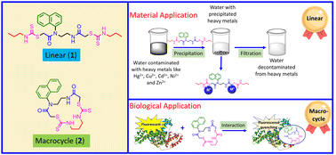 Graphical abstract: Dithiocarbamate-based linear versus macrocyclic architecture: comparative studies and applications in protein interaction and heavy metal removal