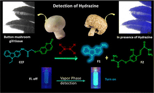 Graphical abstract: A facile turn-on luminescence technique to trap hydrazine and its application in button mushroom (Agaricus bisporus)