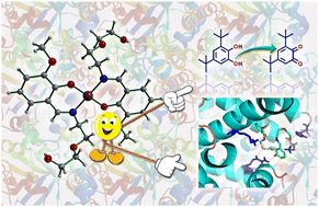 Graphical abstract: Investigations on a mononuclear Cu(ii) Schiff base complex: theoretical calculations, catechol oxidase activity, and protein binding interaction analysis