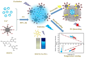 Graphical abstract: Green synthesis of fluorescent copper nanoclusters stabilized by epigallocatechin gallate and their applications as a novel troxerutin (trihydroxyethylrutin) and temperature sensor