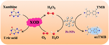 Graphical abstract: Magnetic Fe NPs as a peroxidase nanozyme for sensitive and rapid colorimetric monitoring of H2O2 and xanthine