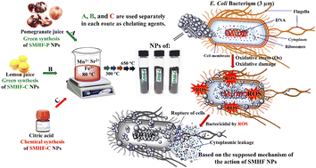 Graphical abstract: Green synthesis of M-type manganese-substituted strontium hexaferrite SrMnxFe12−xO19 nanoparticles with intrinsic antibacterial activity against human pathogenic bacteria