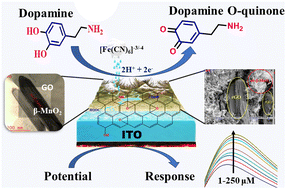 Graphical abstract: Nanoengineered β-MnO2/rGO nanobead-based bioconjugate interfaces for the electrochemical detection of dopamine for the potential to manage neurological diseases and depression