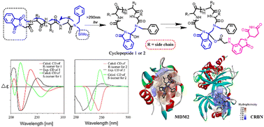 Graphical abstract: Design, synthesis, and anti-tumor activity of cyclic peptide–lenalidomide conjugated small molecules