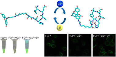 Graphical abstract: A novel “off–on” peptide fluorescent probe for the detection of copper and sulphur ions in living cells