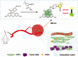 Graphical abstract: A FAPI-conjugated FITC fluorescence probe for targeted cancer imaging
