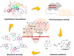 Graphical abstract: Structural diversity, hypothetical biosynthesis, chemical synthesis, and biological activity of Ganoderma meroterpenoids